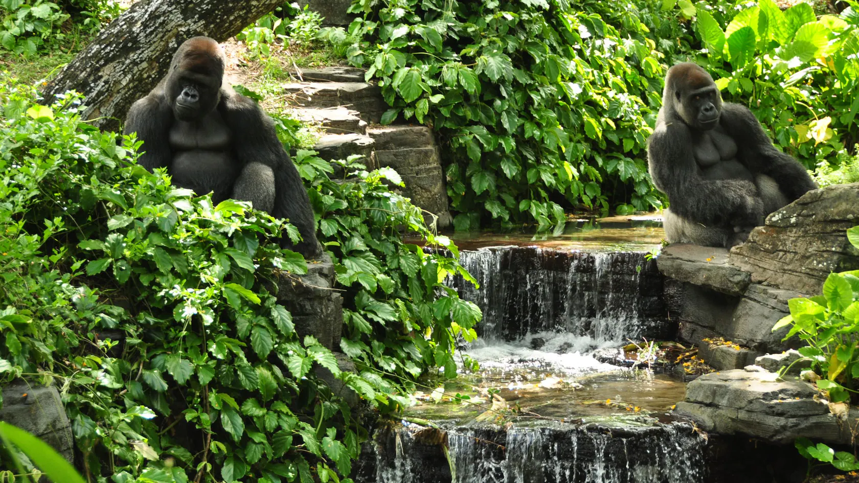 Quiet Spots in Disney’s Animal Kingdom